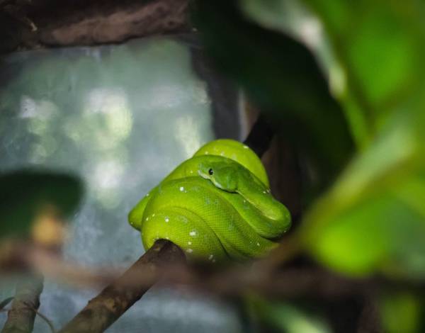 Arti mimpi ular masuk rumah; Apakah pertanda baik atau buruk