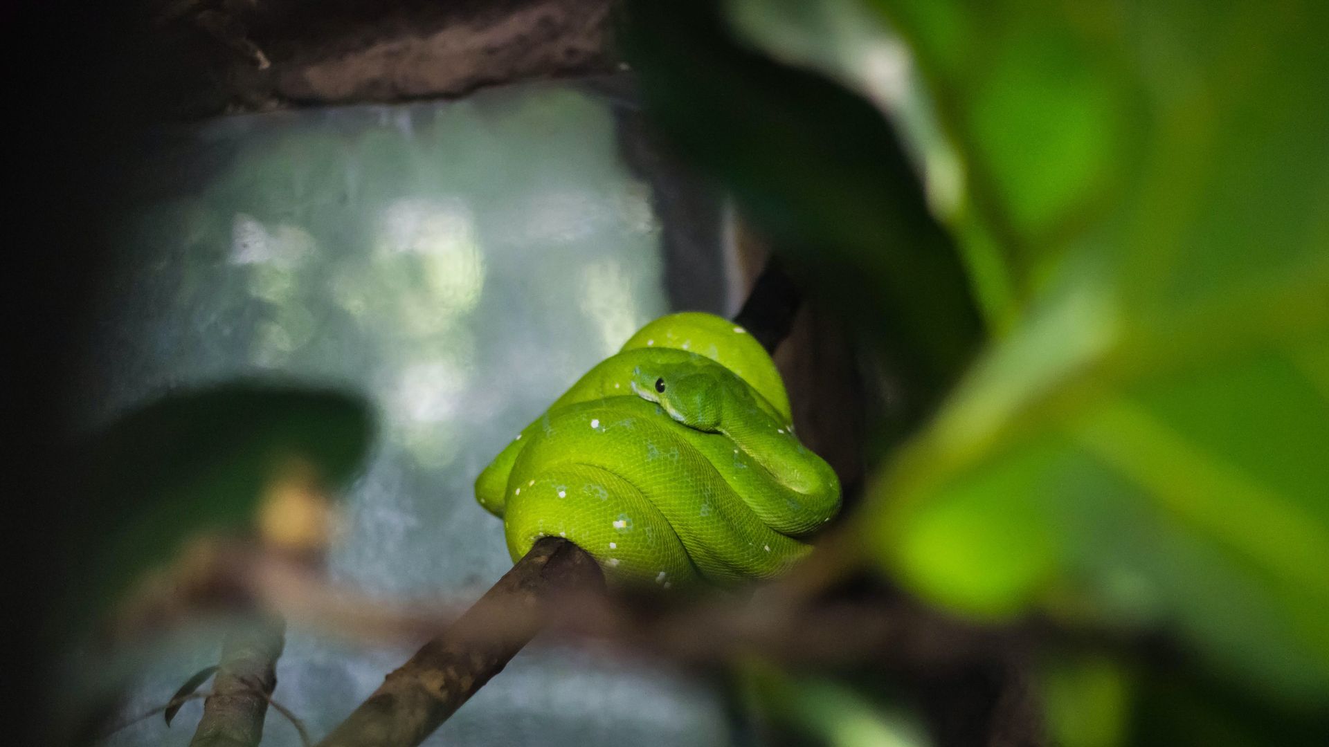 Arti mimpi ular masuk rumah; Apakah pertanda baik atau buruk